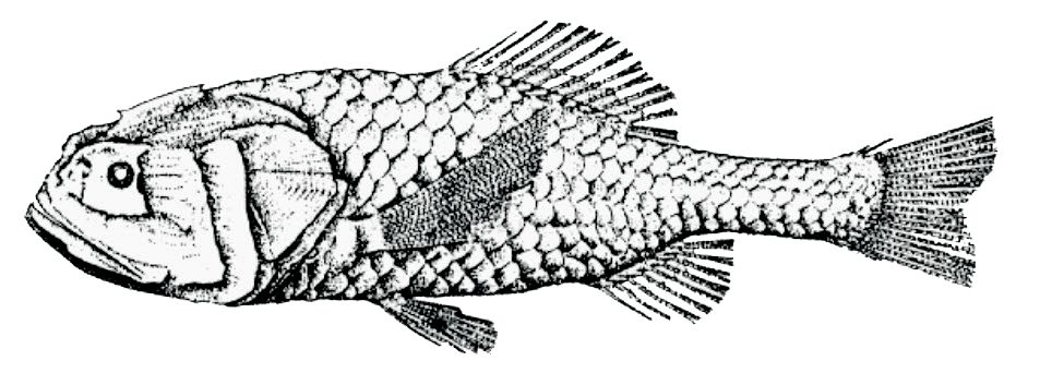 Scopeloberyx robustus_001.jpg